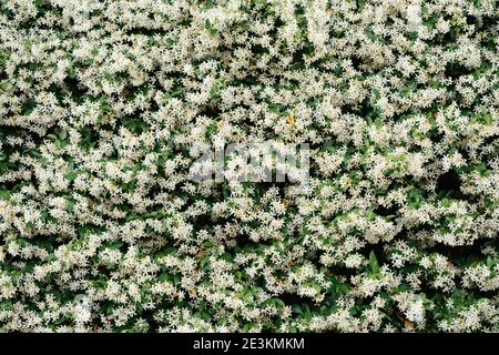 Des feuilles denses de jasmin buissons avec des fleurs blanches de près. Banque D'Images