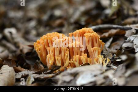 Champignons comestibles Ramaria flava croissant dans la forêt de conifères. Champignon de corail jaune. Banque D'Images