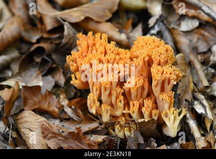 Champignons comestibles Ramaria flava croissant dans la forêt de conifères. Champignon de corail jaune. Banque D'Images