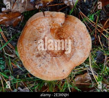 Chapeau de lait de safran (Lactarius deliciosus) champignon. Saison d'automne. Chasse aux champignons. Calotte lactée au safran, alias champignons de pin rouge, alias Lactarius deliciosus, en gr Banque D'Images