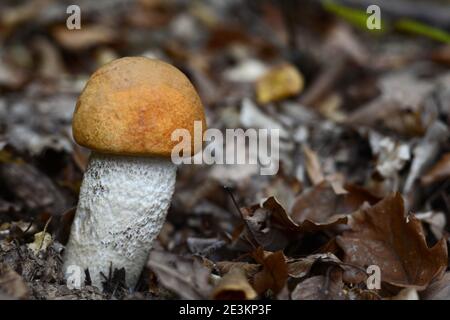 Gros plan du champignon leccinum aurantiacum dans l'herbe. Pédoncule à capuchon rouge pittoresque (Leccinum aurantiacum) avec jambe blanche Banque D'Images