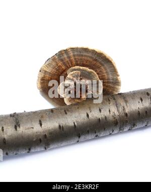 Stereum subtomentosum isolé sur des champignons blancs qui poussent en groupes sur un tronc d'arbre. Banque D'Images