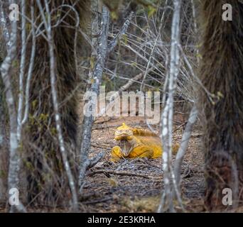 Un iguana de terre de Galapagos (Conolophus subcristatus) dans les bois à Dragon Hill, île de Santa Cruz, îles de Galapagos, Équateur, Amérique du Sud Banque D'Images