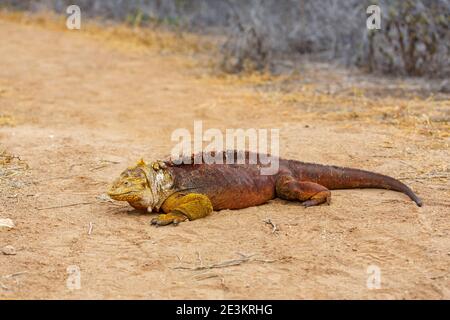 Un grand iguana (Conolophus subscristatus) de terre de Galapagos à Dragon Hill, île de Santa Cruz, îles Galapagos, Équateur, Amérique du Sud Banque D'Images