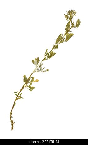Herbarium avec plantes pressés sèches sur fond blanc. Luzerne (Medicago sativa) Banque D'Images