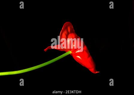 Fleur d'Andraeanum unique sur fond noir Banque D'Images