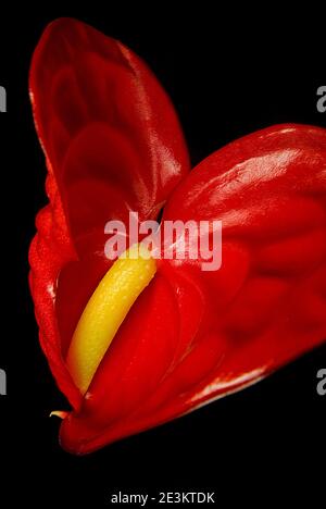 Fleur d'Andraeanum unique sur fond noir Banque D'Images