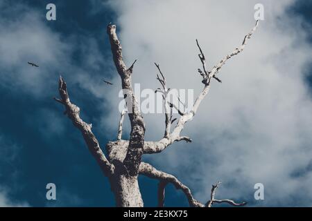 Eucalyptus en pleine croissance sur les falaises rocheuses le long de la côte de Tasmanie, avec des oiseaux au loin, photographiés de bas en haut pour un Banque D'Images