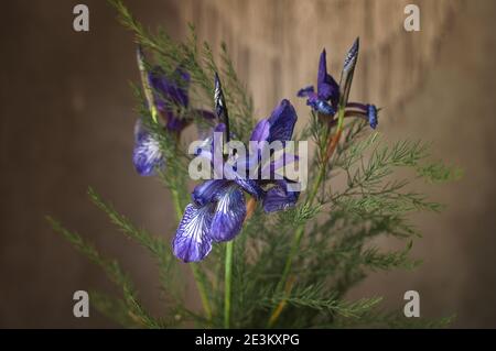 des fleurs sauvages de l'iris violet sont récoltées dans un bouquet avec des feuilles vertes Banque D'Images