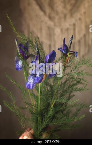 des fleurs sauvages de l'iris violet sont récoltées dans un bouquet avec des feuilles vertes Banque D'Images