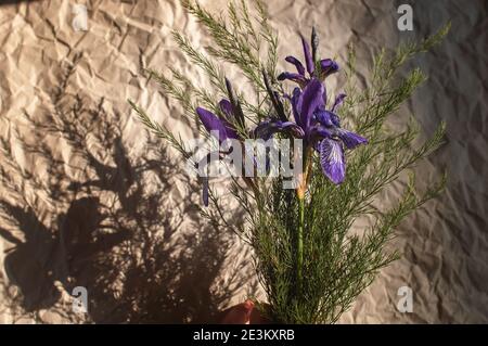 des fleurs sauvages de l'iris violet sont récoltées dans un bouquet avec des feuilles vertes Banque D'Images