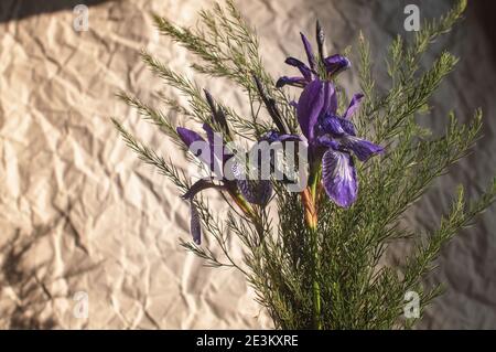 des fleurs sauvages de l'iris violet sont récoltées dans un bouquet avec des feuilles vertes Banque D'Images