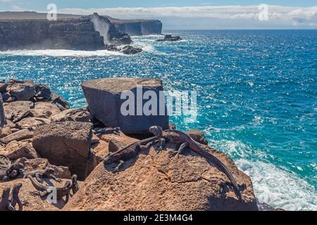 Paysage de Punta Suarez avec Noël Marine Iguana (Amblyrhynchus cristatus venustissimus), île d'Espanola, parc national de Galapagos, Equateur. Banque D'Images