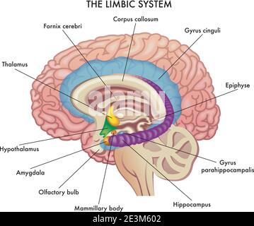 L'illustration médicale montre les principaux organes du système limbique du cerveau humain, avec des annotations. Illustration de Vecteur