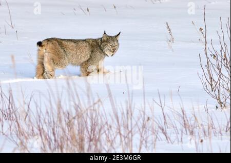 Un chat de lynx sauvage, Felis lynx canadensis, qui traverse la neige profonde dans les régions rurales de l'Alberta au Canada. Banque D'Images