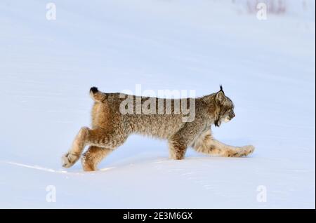 Un chat de lynx sauvage, Felis lynx canadensis, qui traverse la neige profonde dans les régions rurales de l'Alberta au Canada. Banque D'Images