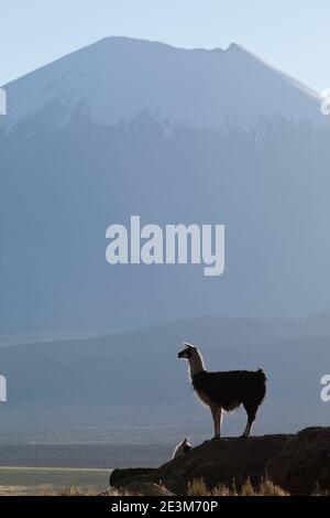 Pose de Llama par la Nevado de Sajama Banque D'Images