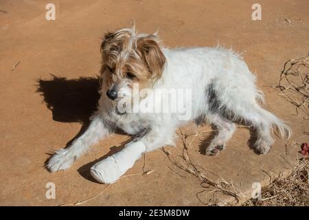 Une Croix Jack Russell avec jambe en bandage Banque D'Images