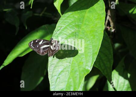 Petit papillon noir et blanc debout sur une feuille verte. Banque D'Images