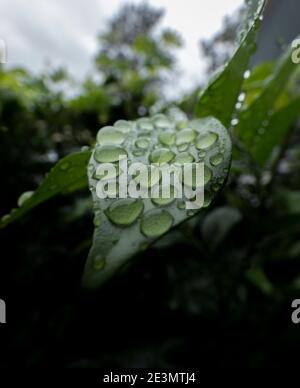 Les gouttelettes d'eau sur les feuilles Banque D'Images