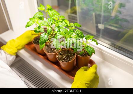 Homme jardinier scientifique en gants tient un plateau avec des pots de semis de légumes cultivés sous éclairage artificiel dans une serre Banque D'Images