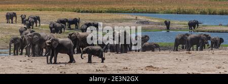 Troupeau d'éléphants sur la rivière Chobe dans le parc national de Chobe, Botswana Banque D'Images