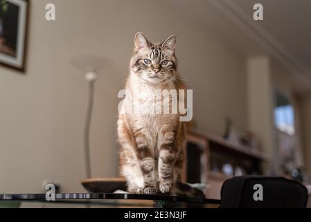 Portrait d'animal de compagnie candid de chat tabby adulte assis sur la vie table de salle Banque D'Images