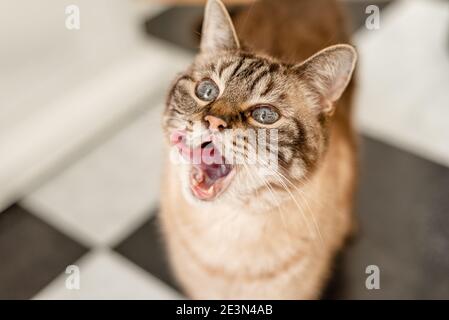 Tabby à rayures grises en attente de nourriture, attention sélective sur les yeux Banque D'Images