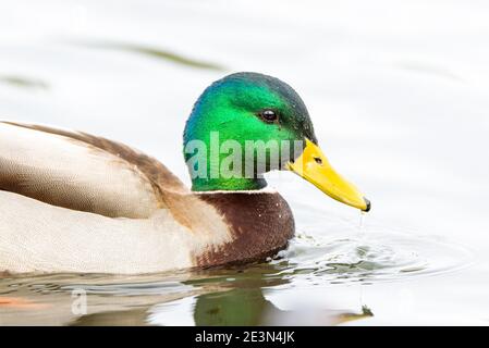 Beau portrait de gros plan d'un canard colvert mâle, Anas platyrhynchos Banque D'Images