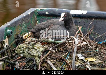 Le Foulque eurasien, Fulica atra, nichent sur un bateau abandonné, le canal d'Amsterdam Banque D'Images