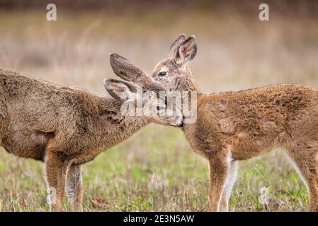 Gros plan de deux faons de cerf mulet, Odocoileus hemionus, toilettage Banque D'Images