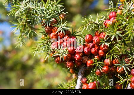 Gros plan de la branche de genévrier (Juniperus oxycedrus) avec des cônes de graines orange-rouge matures en plein soleil. Mise au point sélective. DOF peu profond. Banque D'Images
