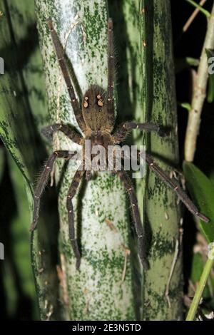 Femelle adulte Tiger Wandering Spider Cupiennius salei Banque D'Images