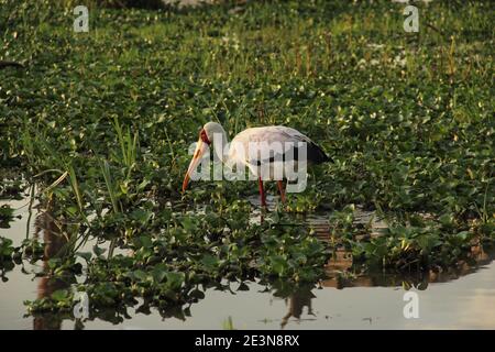 Une cigogne à bec jaune cherche quelque chose à manger Les rives du lac Naivasha au Kenya Banque D'Images