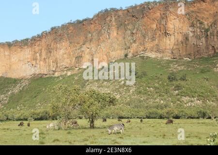 Zèbres et buffles se broutent dans le parc national de Hell's Gate Kenya Banque D'Images