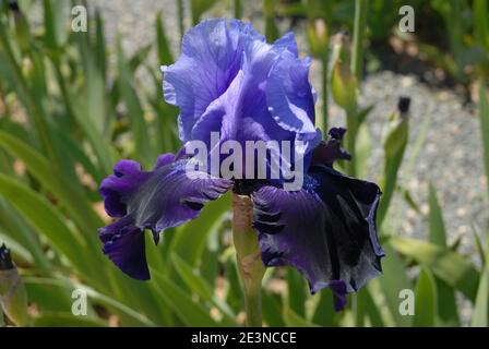 Belle fleur bleue de grand iris barbu, connue sous le nom d'attraction fatale Banque D'Images