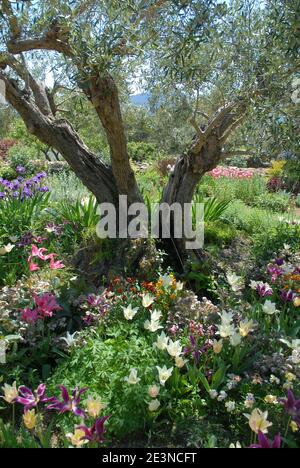 Olivier sous-planté avec des bulbes de printemps, y compris des tulipes à fleurs de nénuphars Et iris dans un jardin méditerranéen Banque D'Images