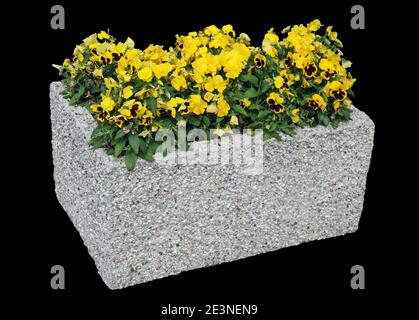 Les fleurs des pansies poussent dans un simple pot de fleurs de rue en béton. Isolé sur le noir Banque D'Images