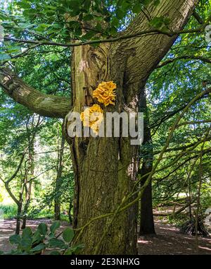 Poulet des Bois (Laetiporus sulfureus). Un jaune vif, des champignons comestibles de support autrement connu sous le nom de Sulphur Polypore poussant sur un arbre à Hampstead. Banque D'Images