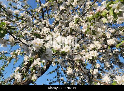 Un pommier en fleur avec des branches richement couvertes de petites fleurs de pommier blanches et roses sur le ciel bleu. Banque D'Images