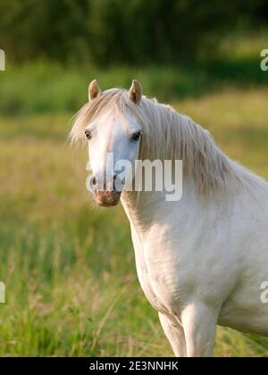 Un poney gallois gris en surpoids se trouve dans un enclos. Banque D'Images