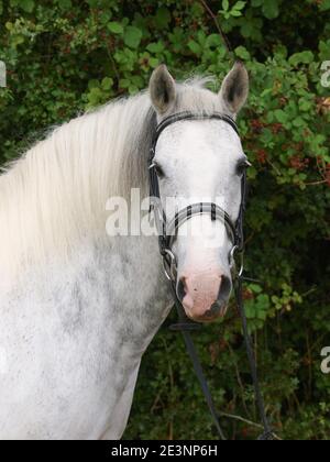 Une photo à la tête d'un poney gris appliqué dans une bride de chicane. Banque D'Images