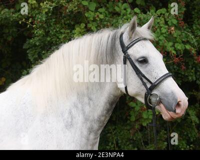 Une photo à la tête d'un poney gris appliqué dans une bride de chicane. Banque D'Images