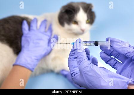 Un vétérinaire en gants médicaux tient une seringue avant l'injection dans un chat, la vaccination des animaux domestiques. Banque D'Images