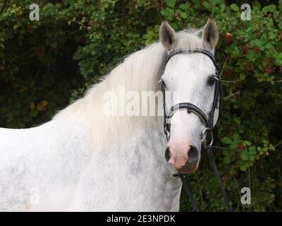 Une photo à la tête d'un poney gris appliqué dans une bride de chicane. Banque D'Images