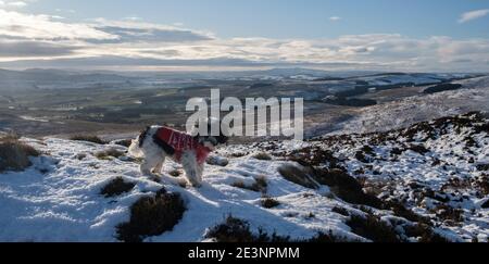 Sur la crête jusqu'à Bishop Forest Hill, en regardant vers le sud-ouest jusqu'à Screel Bengairn et l'île de Man à l'extrême distance. Randonnée pour chiens de Noël à Souther Banque D'Images