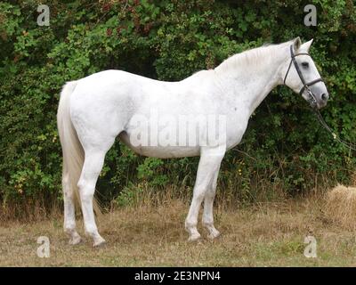 Une photo d'un vieux cheval gris appliqué dans une bride. Banque D'Images