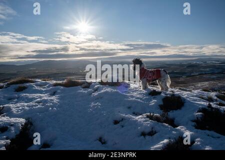 Sur la crête jusqu'à Bishop Forest Hill, en regardant vers le sud-ouest jusqu'à Screel Bengairn et l'île de Man à l'extrême distance. Randonnée pour chiens de Noël à Souther Banque D'Images