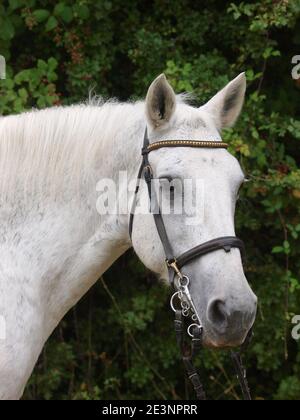 Une photo d'un vieux cheval gris appliqué dans une bride. Banque D'Images