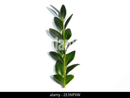 Buxus ou branche de buis, découpage, clipping avec des feuilles vertes utilisées pour propager la lavande à partir de boutures isolées sur un fond blanc. Banque D'Images